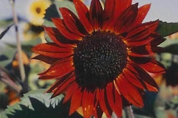 Sunflower Seeds Velvet Queen