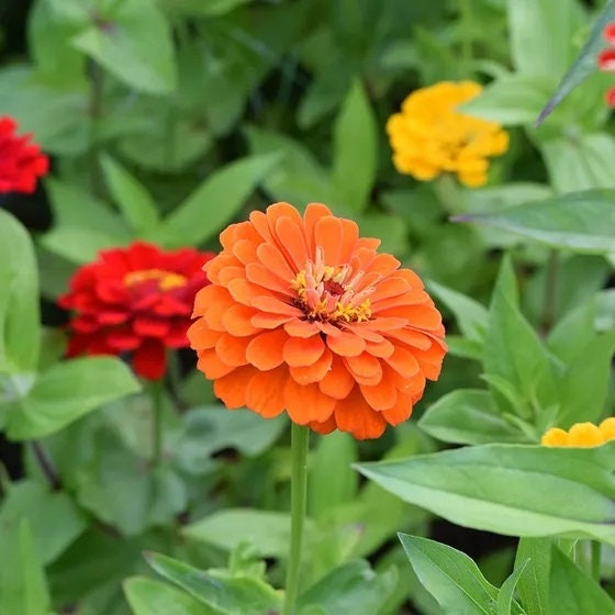 Zinnia Seeds Lava Lamp Mix