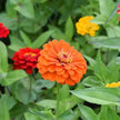 Zinnia Seeds Lava Lamp Mix