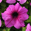 Petunia Daddy Mix Pelleted Seeds