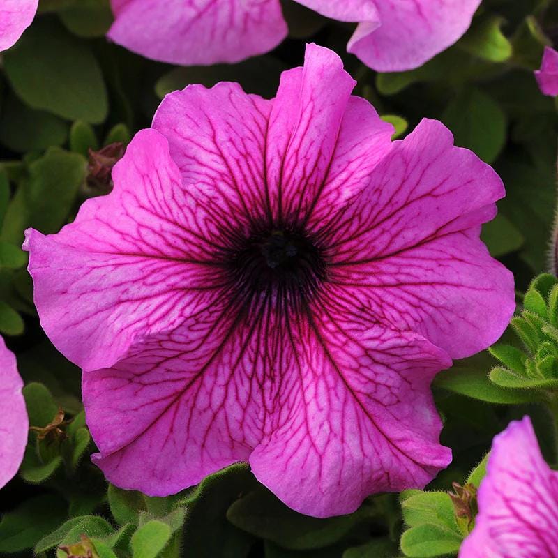 Petunia Daddy Mix Pelleted Seeds