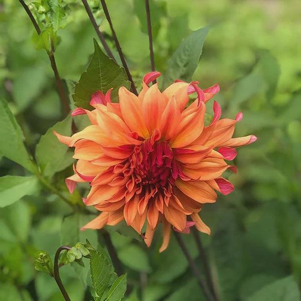 Dahlia Erpeler Ley Tubers