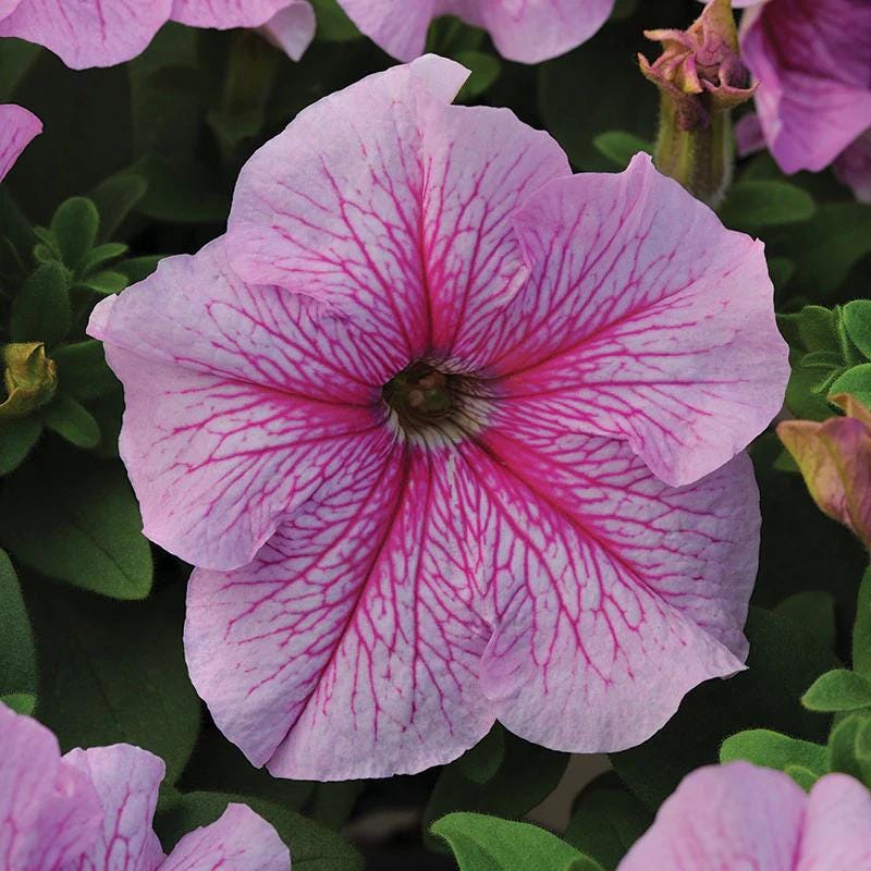 Petunia Daddy Mix Pelleted Seeds