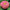 Magellan Mix  Zinnia Seeds