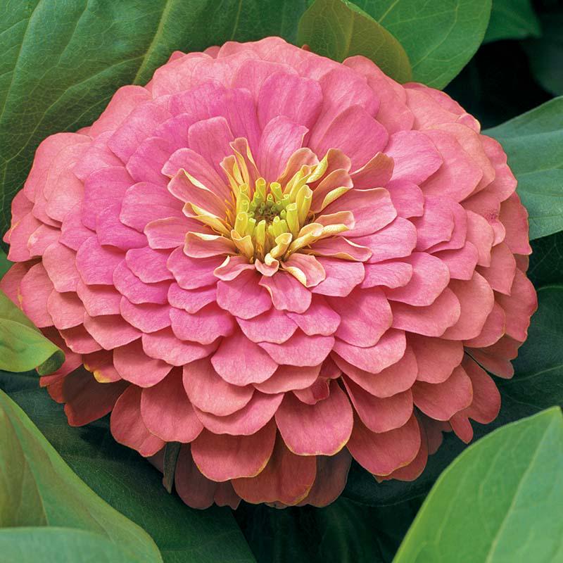 Magellan Mix  Zinnia Seeds