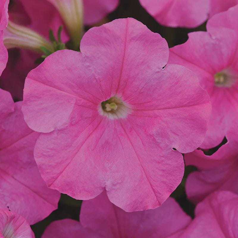 Petunia Easy Wave Mix