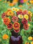Zinnia Seed Mix Jazzy Mix Zinnia Seeds