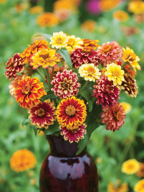 Zinnia Seed Mix Jazzy Mix Zinnia Seeds