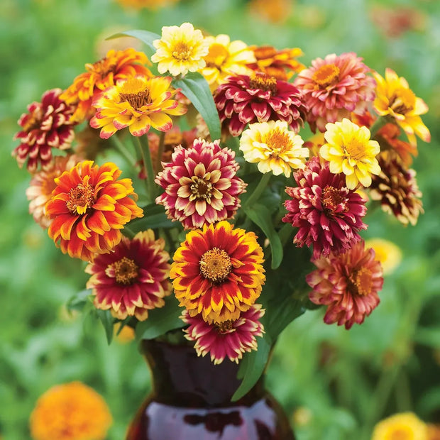 Zinnia Seed Mix Jazzy Mix Zinnia Seeds