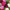 Cosmos Double Click Extra Mix Seed