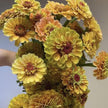 Queeny Lemon Peach Zinnia Seeds