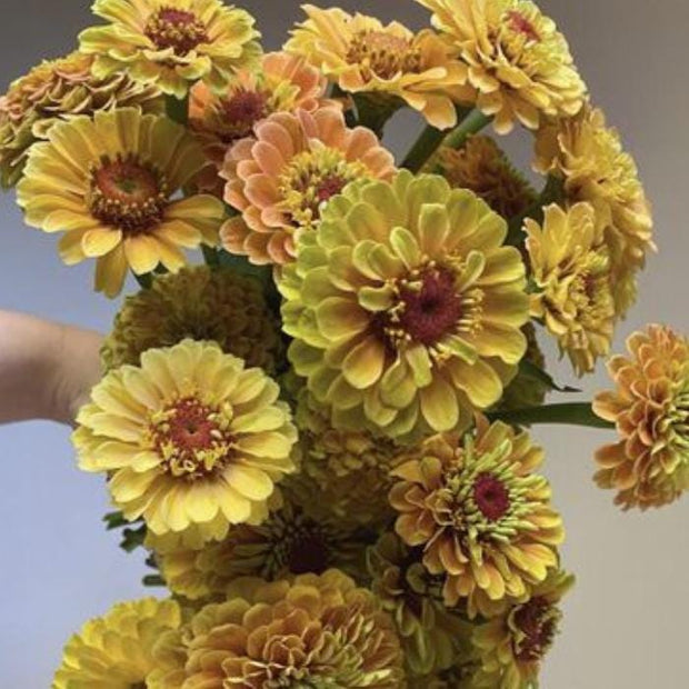 Queeny Lemon Peach Zinnia Seeds