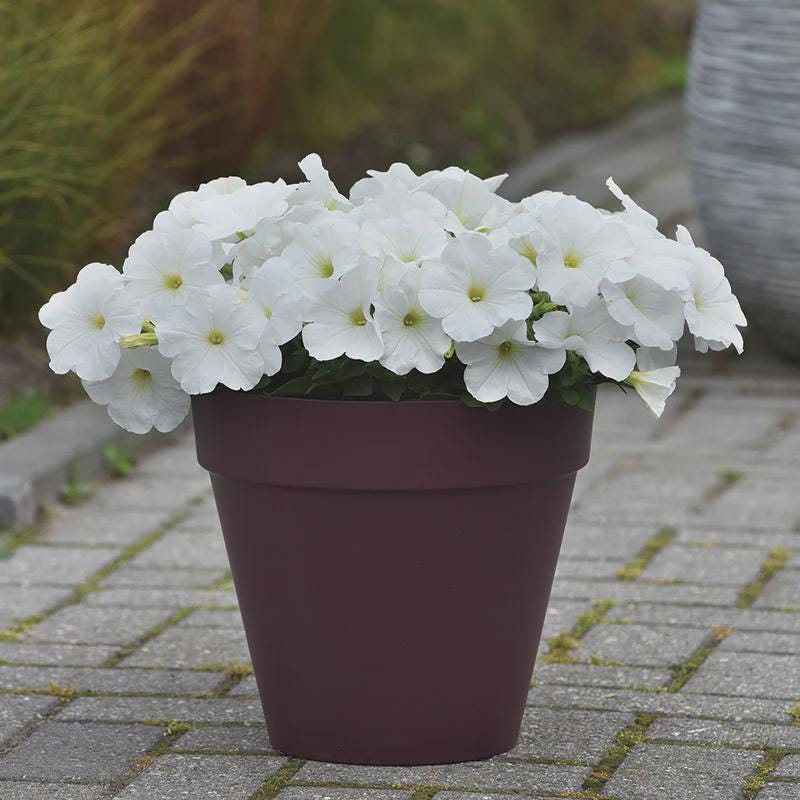 Petunia E3 Easy Wave White Seeds