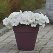 Petunia E3 Easy Wave White Seeds