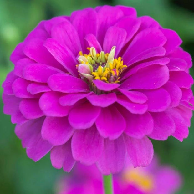 Blueberry Cheesecake Mix, Zinnia Seeds