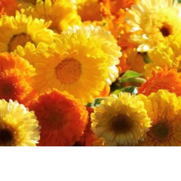 Calendula Kinglet Formula Mix Seeds