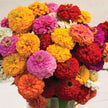 Zinnia Oklahoma Scarlet Red Seeds