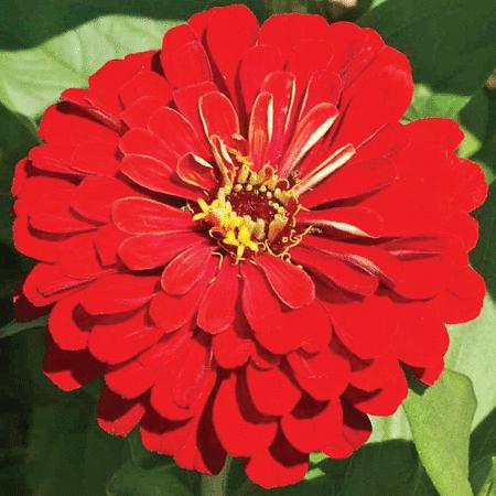 Zinnia Seed Cherry Queen Zinnia Seeds