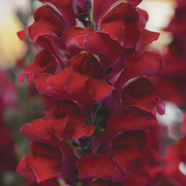 Snapdragon Rocket Mix