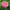 Zinnia Seed Benary's Giant Bright Pink Seed