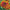Zowie Yellow Flame Zinnia Seeds