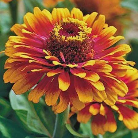 Zowie Yellow Flame Zinnia Seeds
