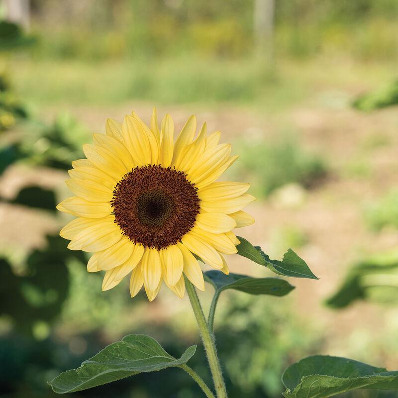 ProCut Peach Sunflower Seeds