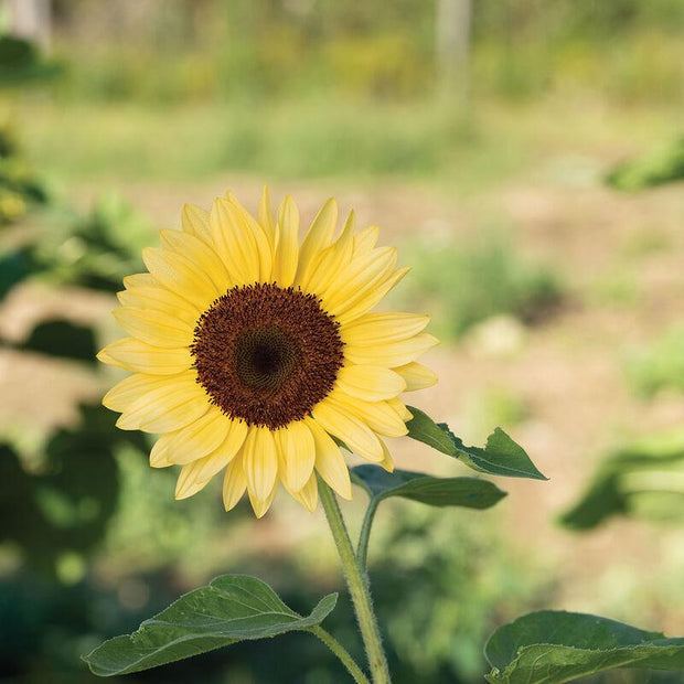 ProCut Peach Sunflower Seeds