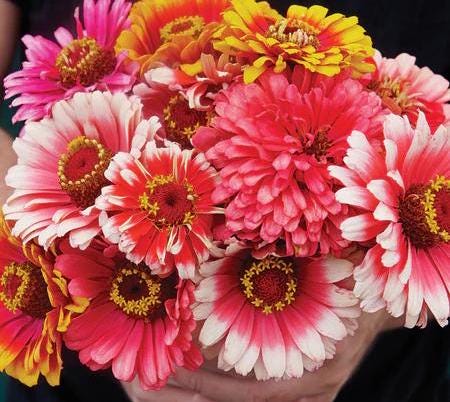 WHIRLIGIG Zinnia Seeds