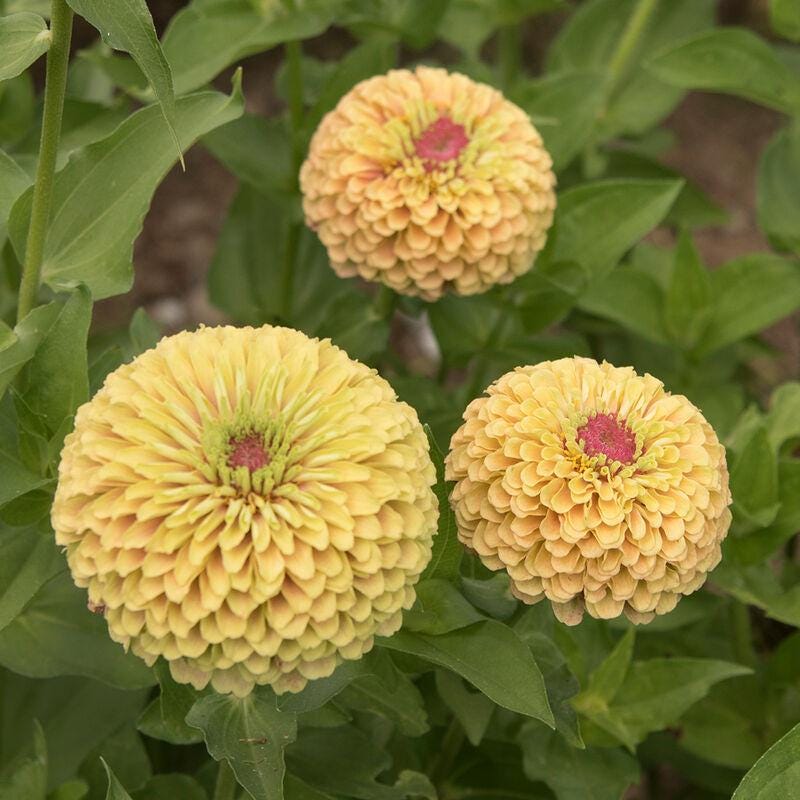 Queeny Lime Mix Zinnia Seeds .blend of Queeny series zinnias.