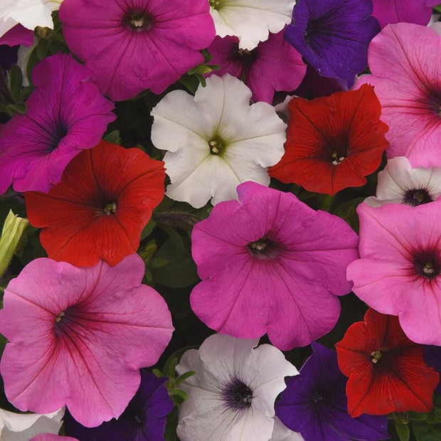 Petunia Easy Wave Mix