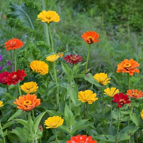 Zinnia Seeds Lava Lamp Mix