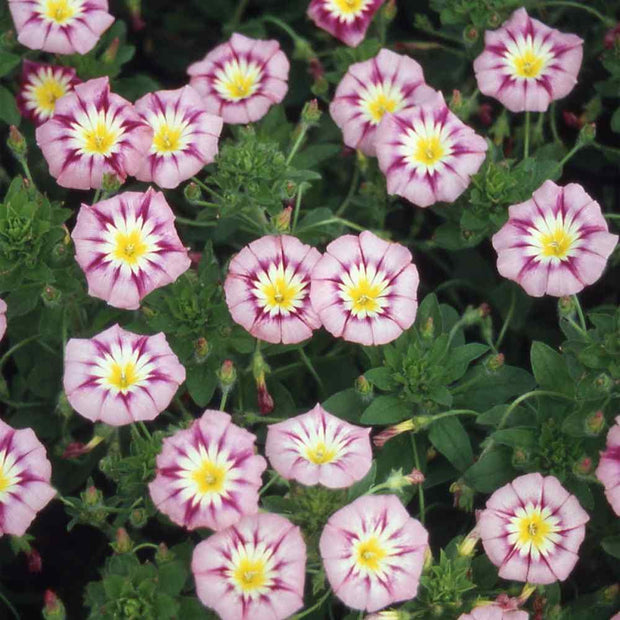 Morning Glory Rose Ensign Dwarf morning glory