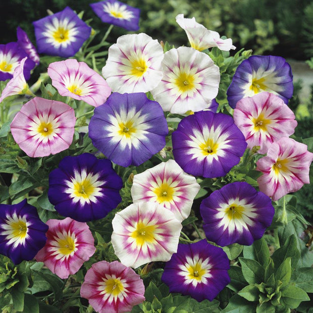 Morning Glory Tricolor Minor Ensign Mix Dwarf morning glory