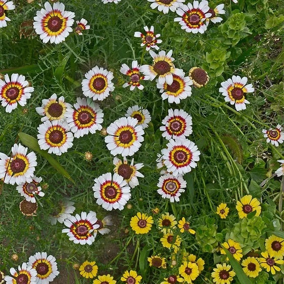 Painted Daisy Seeds - Flower Seeds