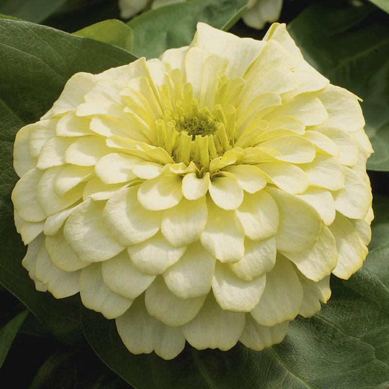 Magellan Mix  Zinnia Seeds