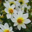Dahlia Seeds  Mignon Mix