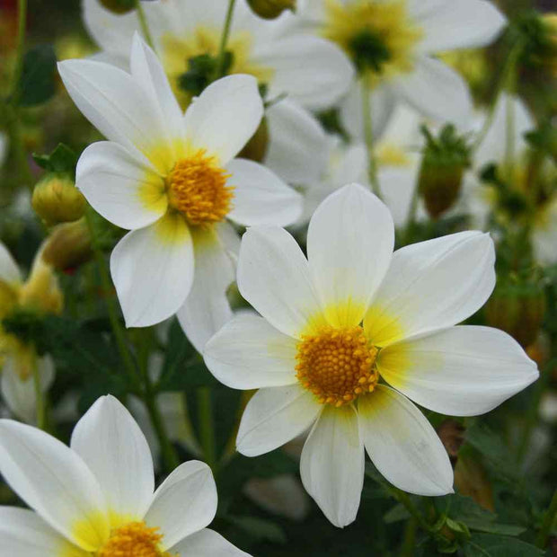 Dahlia Seeds  Mignon Mix