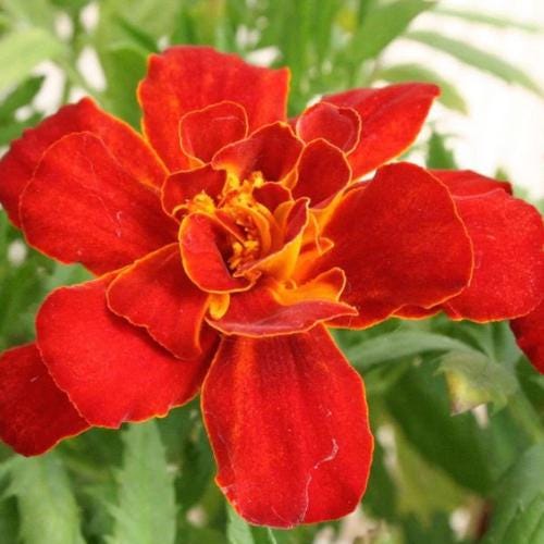 Heirloom French Marigold Seed Durango Red Flower Seeds