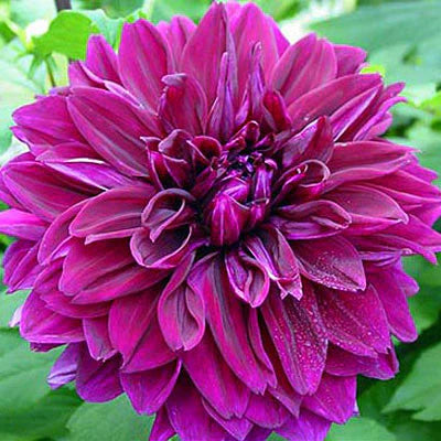 Dahlia Thomas Edison Tubers