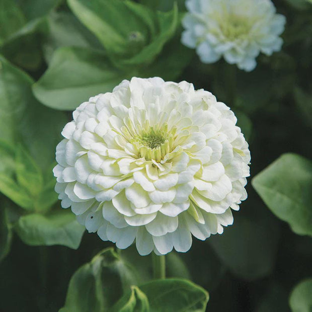 Benary's Giant White Zinnia Seeds