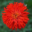 Giant Cactus Mix Zinnia Seeds