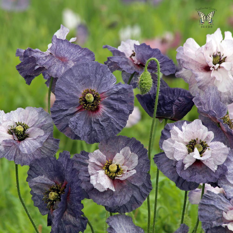 Poppy Seeds Amazing Grey