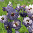 Poppy Seeds Amazing Grey