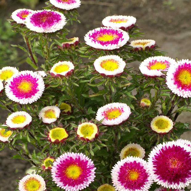 AsterTall Pompon Hi-no-maru Seeds