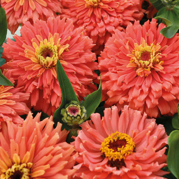 Zinnia Senora Zinnia Seeds