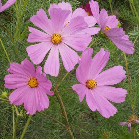 Cosmos Seeds Pinkie Mix - Flower Seeds