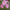 Cosmos Seeds Pinkie Mix - Flower Seeds