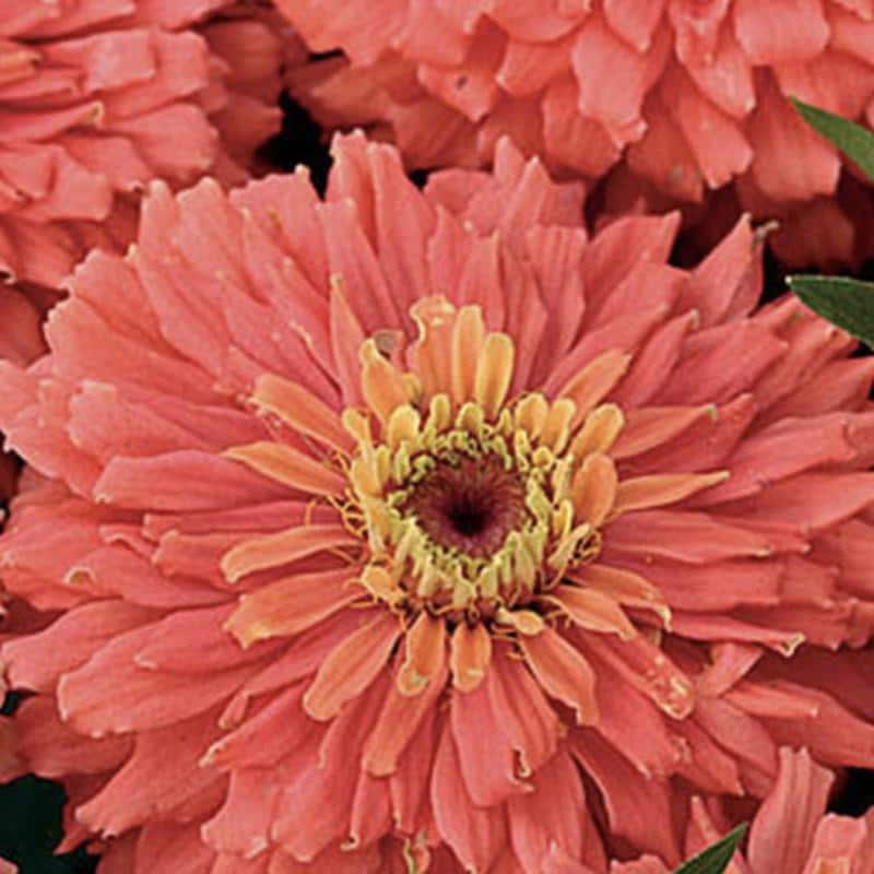 Zinnia Senora Zinnia Seeds