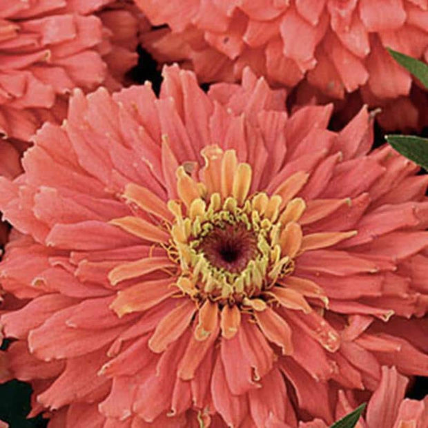 Zinnia Senora Zinnia Seeds